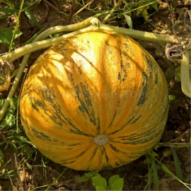 «Mozoleevskaya» - Organic Pumpkin Seeds