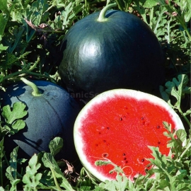 «Max Plus» - Organic Watermelon Seeds