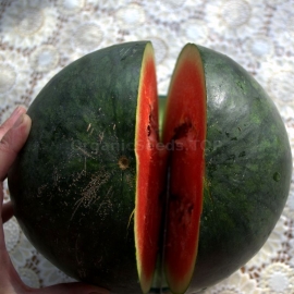 «Montenegrin» - Organic Watermelon Seeds