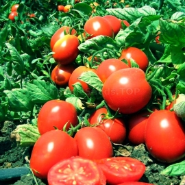 «Gospodar» - Organic Tomato Seeds