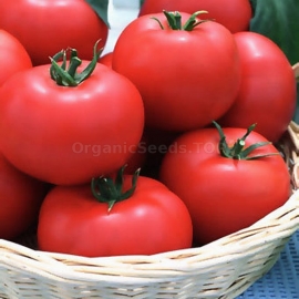 «Eleanor» - Organic Tomato Seeds