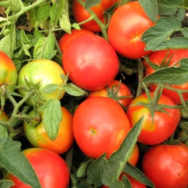 «Zoreslav» - Organic Tomato Seeds