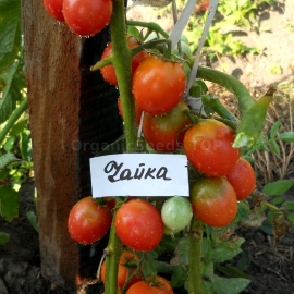 «Chaika» - Organic Tomato Seeds
