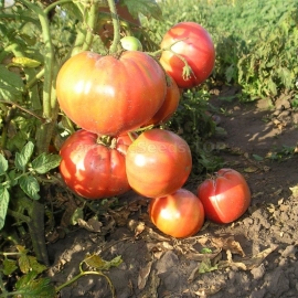 «Raspberry Vicante» - Organic Tomato Seeds