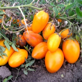 «Golden Stream» - Organic Tomato Seeds