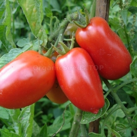 «Southern Palmyra» - Organic Tomato Seeds