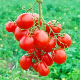 «Lampo» - Organic Tomato Seeds