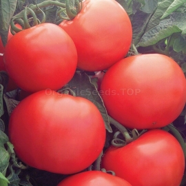«Debut» - Organic Tomato Seeds