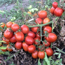 «Asterix» - Organic Tomato Seeds