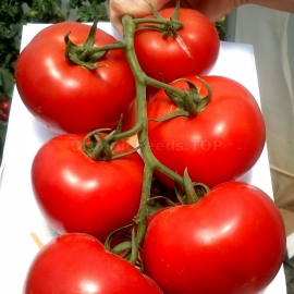 «Bobcat» - Organic Tomato Seeds
