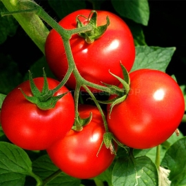 «Winner» - Organic Tomato Seeds