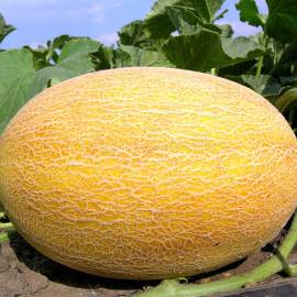«Amal» - Organic Melon Seeds