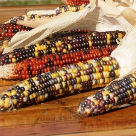 «Calico» - Organic Corn Seeds
