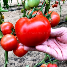 «Lia» - Organic Tomato Seeds