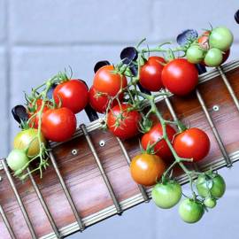 «Harmony» Organic - Tomato Seeds