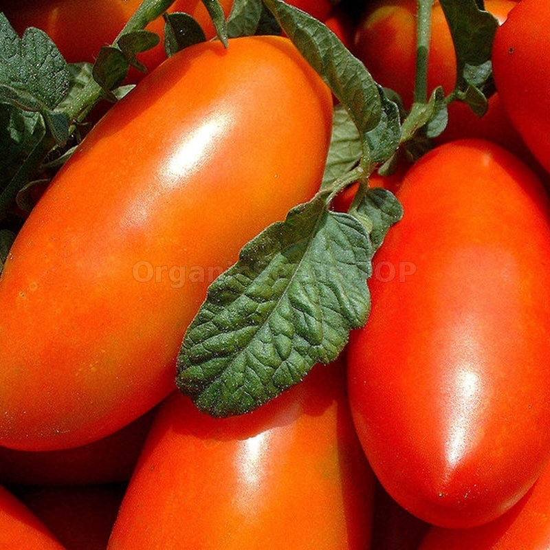 «Altay» - Organic Tomato Seeds - Shipping is free for orders over €50