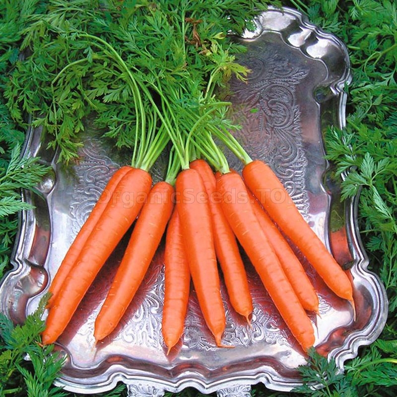 «Romance» Organic Carrot Seeds Shipping is free for orders over €50