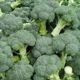 «Vitamin» - Organic Broccoli Seeds