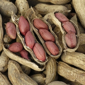 Organic Peanut Seeds (Arachis Hypogaea)