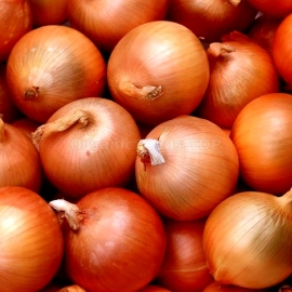 «Halcedon» - Organic Onion Seeds