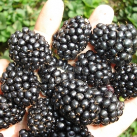 «Thornfrey» - Organic Blackberry Seeds