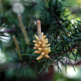 Organic Jack Pine Seeds (Pinus Banksiana)