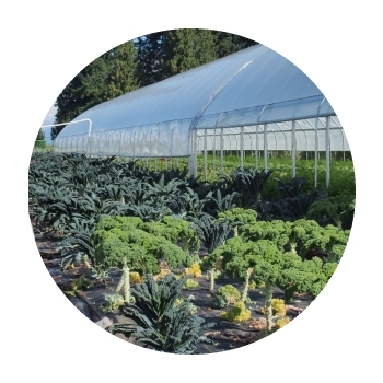 Greenhouse OrganicSeeds